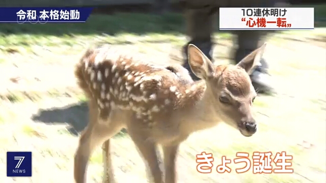 В парке Нара появился на свет первый олененок эпохи Рэйва