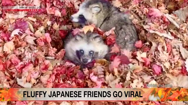 Видеоролик о енотовидных собаках из зоопарка на Хоккайдо стал очень популярным в «Твиттере»