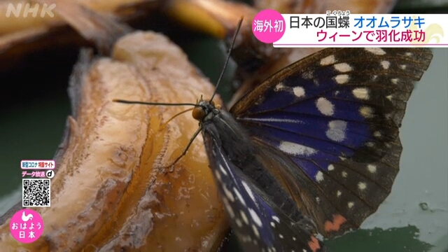 Зоопарк в Вене вырастил бабочку – национальный символ Японии
