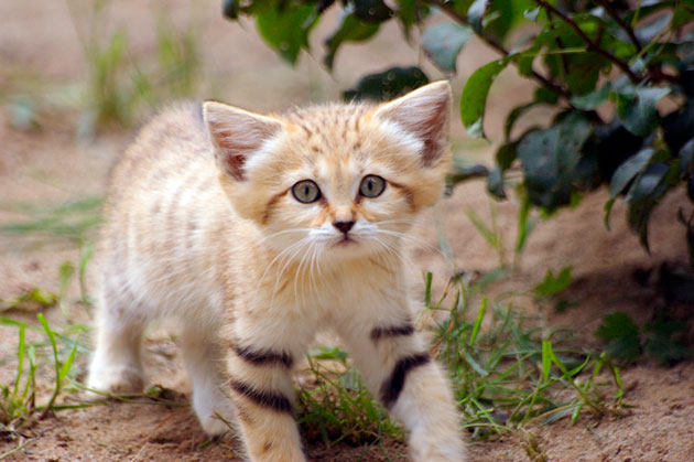 В японском зоопарке посетителям впервые покажут недавно родившегося детеныша барханного кота