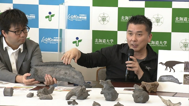 Ископаемые останки, обнаруженные на западе Японии, принадлежат ранее неизвестному виду динозавров