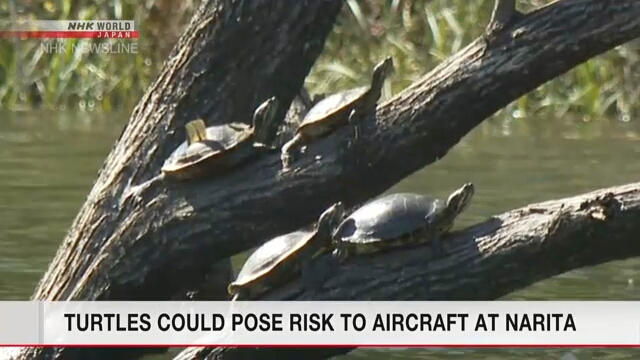 Черепахи представляют риск для выполнения полетов в аэропорту Нарита