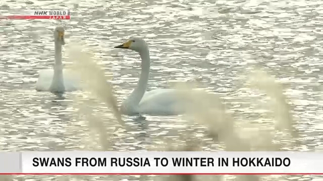 Лебеди из России прибывают на зимовку в японскую префектуру Хоккайдо