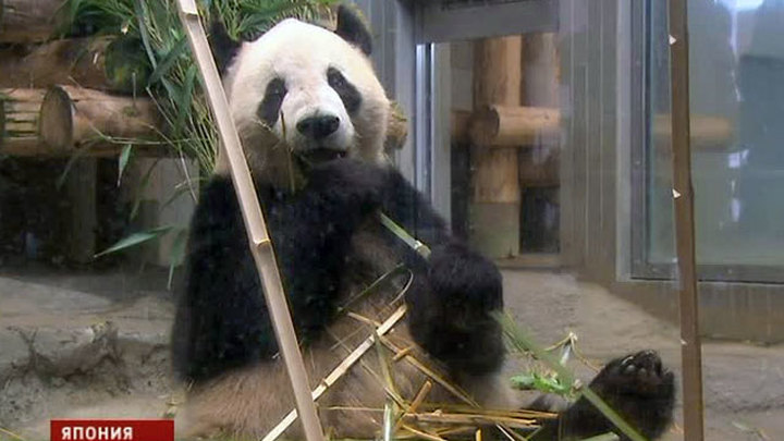 Большая панда в тематическом парке в западной Японии получила подарки ко Дню матери