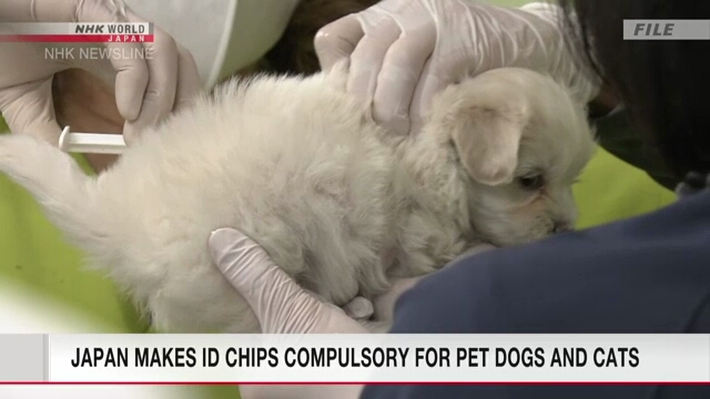 В Японии стала обязательной имплантация идентификационных чипов домашним собакам и кошкам