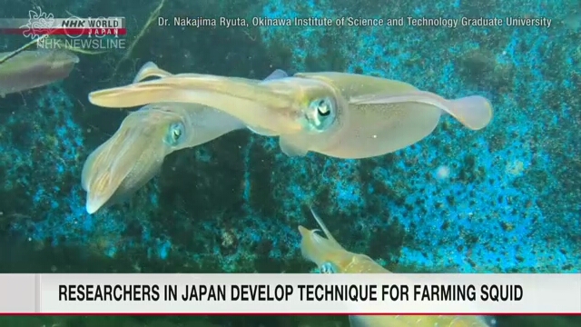 Японские ученые создали оптимальную аквасреду для кальмара