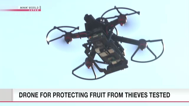 В центральной части Японии проводится испытание дрона, способного предотвращать хищение фруктов из садов
