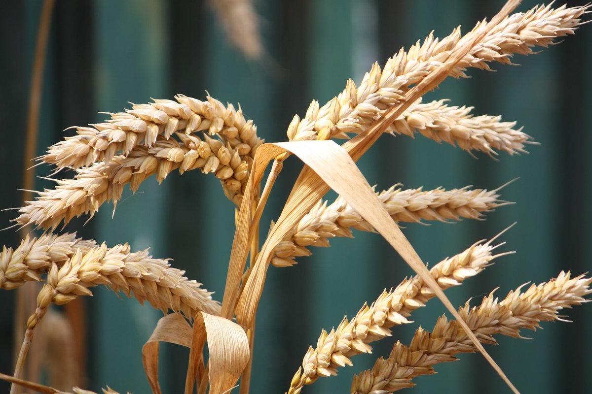Японское правительство повысит цены на пшеницу на 5,8%