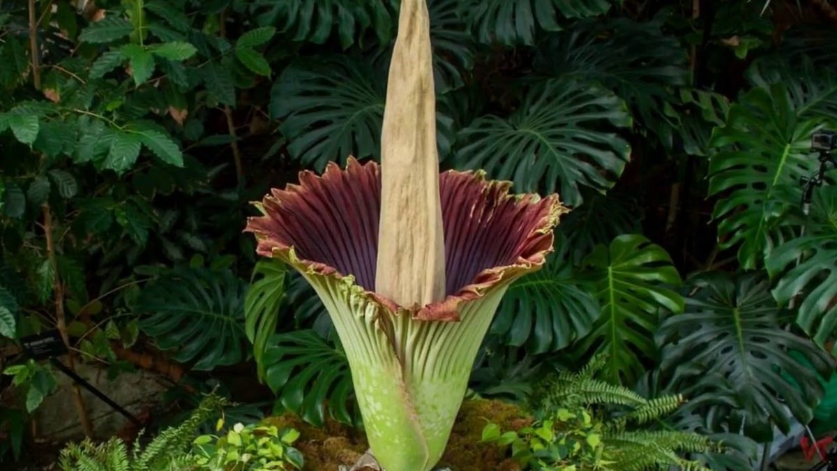 В ботаническом саду в Токио ожидается редкое цветение самого крупного цветка в мире