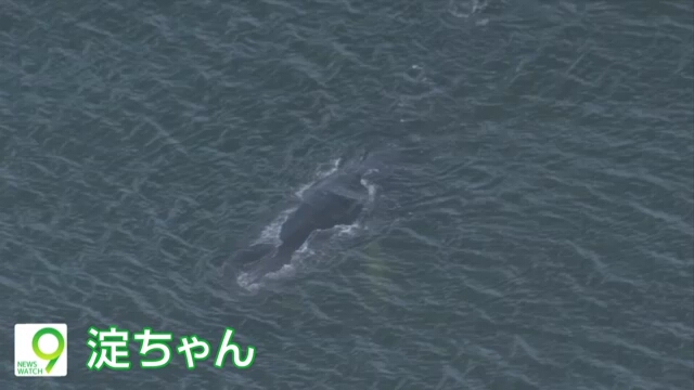 В Осакском заливе второй день подряд находится кит