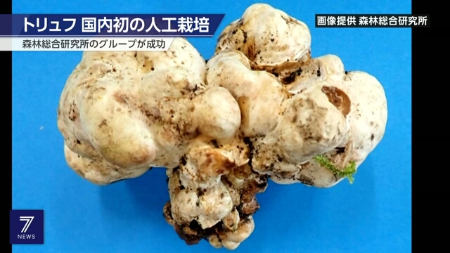 Исследователи впервые искусственно культивируют трюфели в Японии