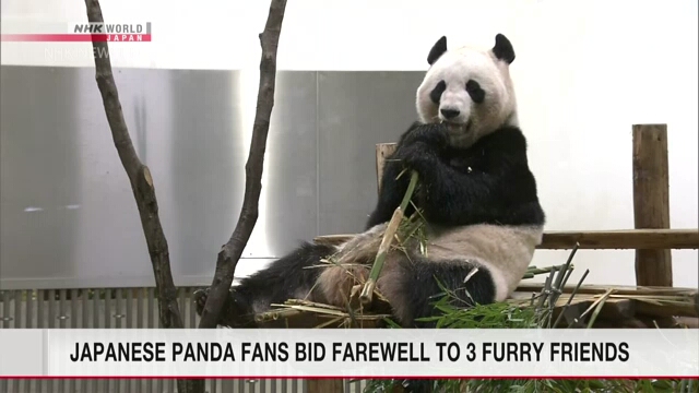 Посетители парка в префектуре Вакаяма пришли попрощаться с пандами перед их отправкой в Китай