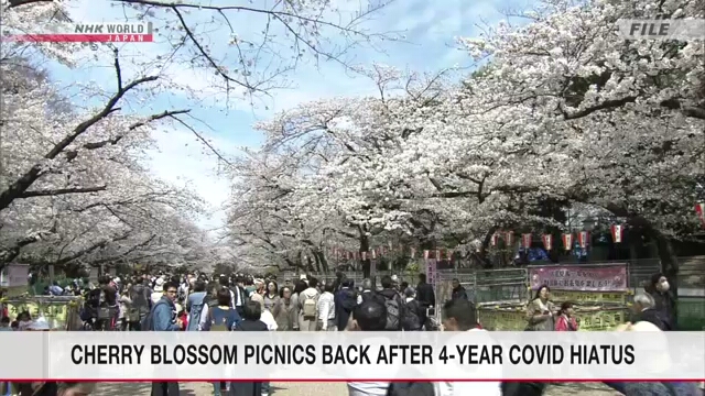 Власти Токио впервые за 4 года разрешат любование сакурой в общественных парках