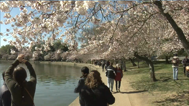 В Вашингтоне открылся ежегодный фестиваль любования цветами сакуры