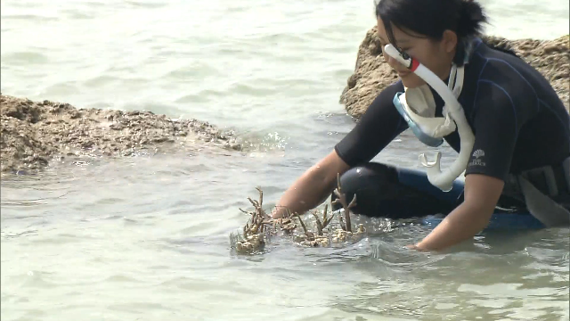 В префектуре Окинава провели рассадку кораллов для сохранения колоний этих животных