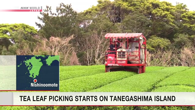 На острове Танэгасима начинается сбор чайного листа