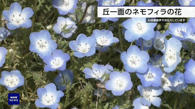 Голубые цветы немофила в приморском парке Хитати недалеко от Токио полностью расцвели