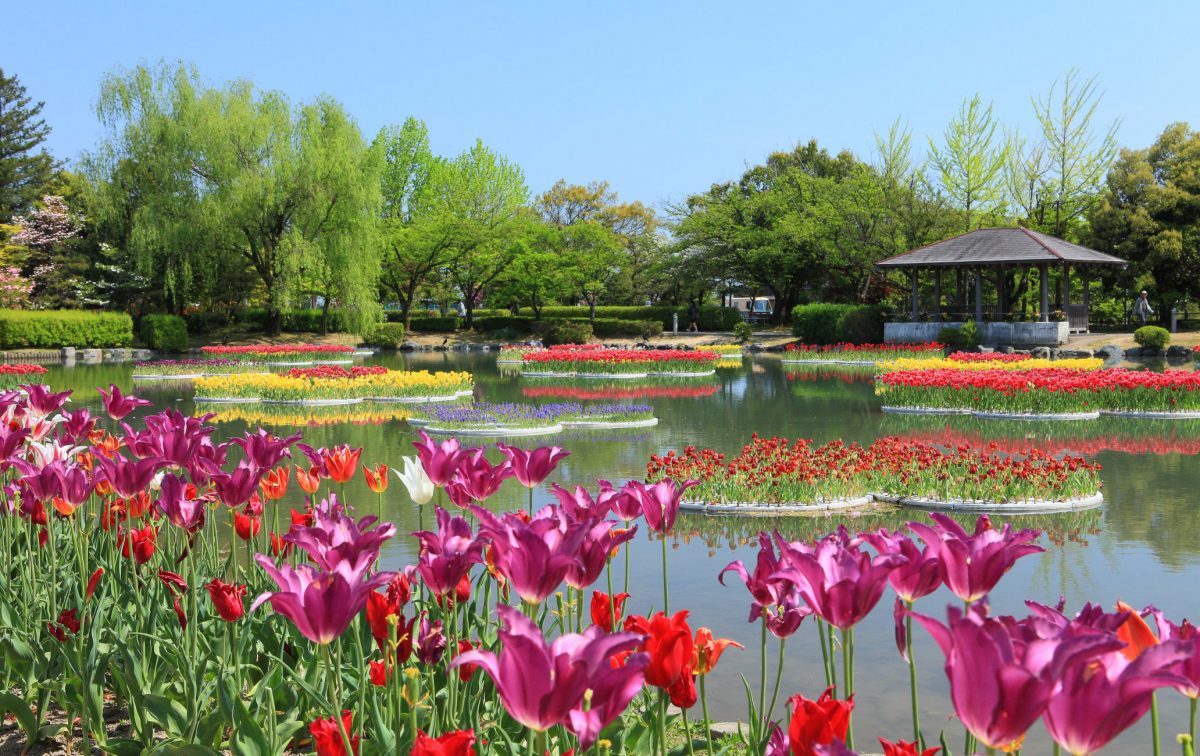 Цветение тюльпанов в одном из парков Хоккайдо привлекает посетителей