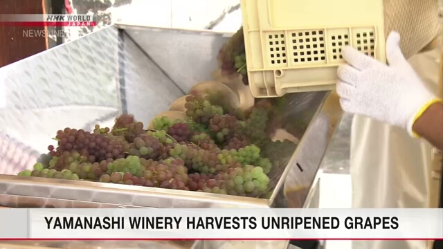Винодельческое хозяйство в Яманаси использует незрелый виноград