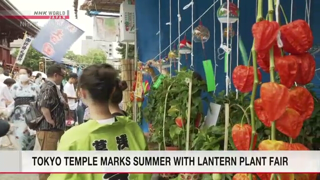 Токийский район Асакуса отмечает приход лета традиционной ярмаркой физалиса