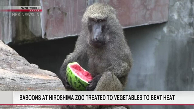 В зоопарке города Хиросима павианов угостили летними овощами, чтобы помочь преодолеть жару