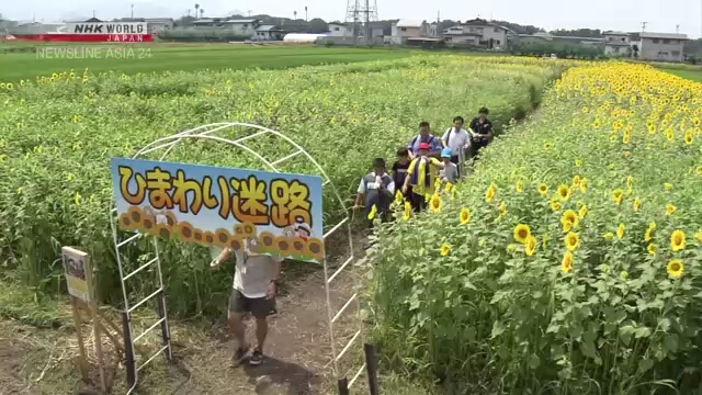 На севере Японии открылся лабиринт из подсолнухов