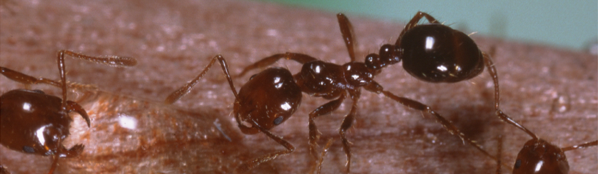 В порту западной Японии обнаружены инвазивные огненные муравьи