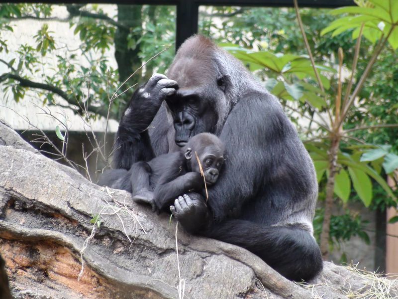 Зоопарки в Японии отметили Всемирный день горилл