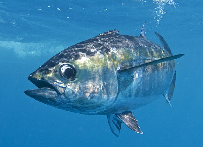 На северо-востоке Японии начались поставки большеглазого тунца