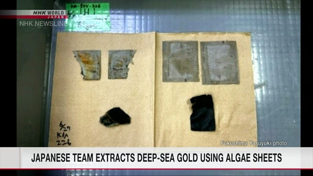 Исследователям в Японии удалось собрать золото на морской глубине с помощью водорослей