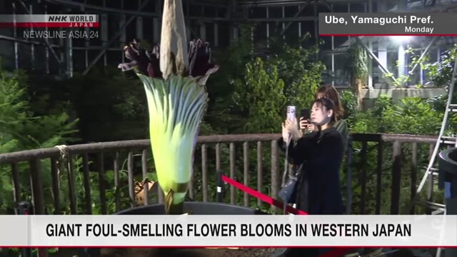 Гигантский зловонный цветок расцвел на западе Японии