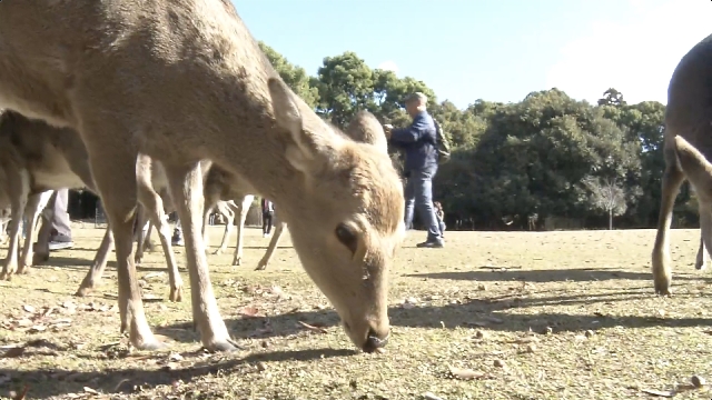 В Нара провели зимний ритуал зазывания оленей