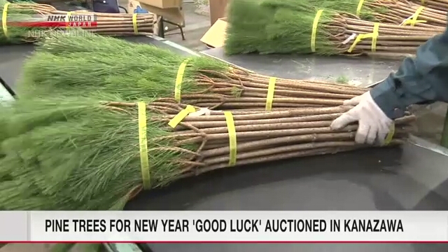 В городе Канадзава прошел аукцион сосен, которые приносят удачу в новом году
