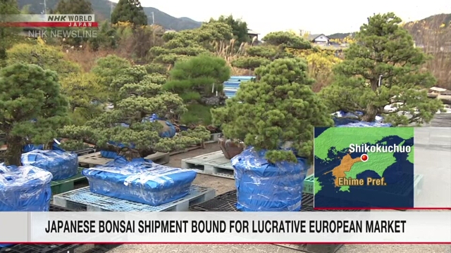 Партия японских карликовых деревьев бонсай отправится на прибыльный европейский рынок