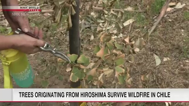 Деревья гинкго, выращенные из семян из Хиросима, пережили пожары в Чили