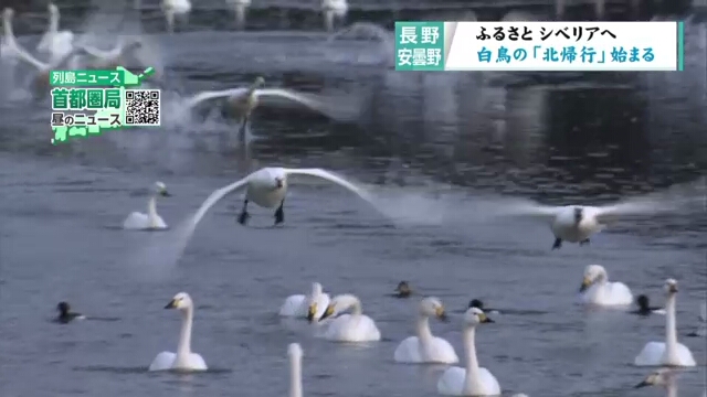 Перелетные лебеди начали возвращаться из центральной Японии в Сибирь