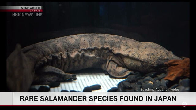 В Японии найдены редкие экземпляры китайской исполинской саламандры