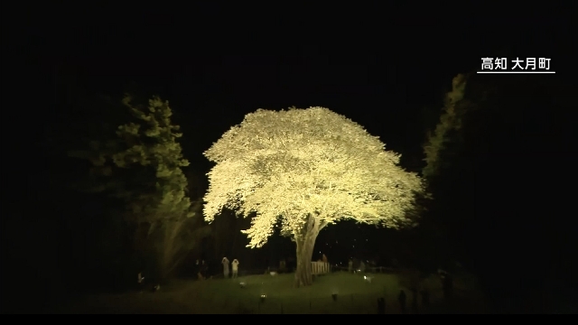 В японском городе Оцуки взору посетителей предстала «цветущая сакура в лунном свете»