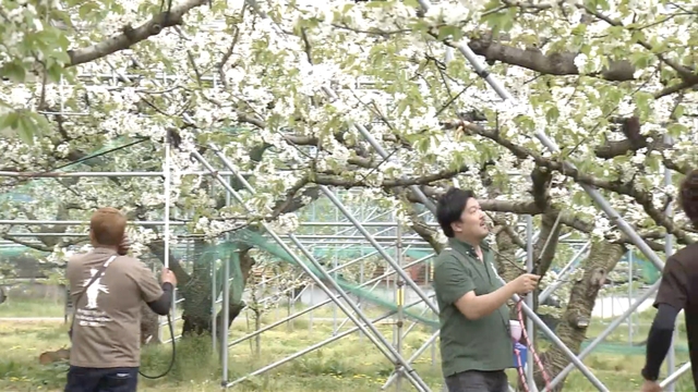 Производители черешни в Японии занимаются искусственным опылением