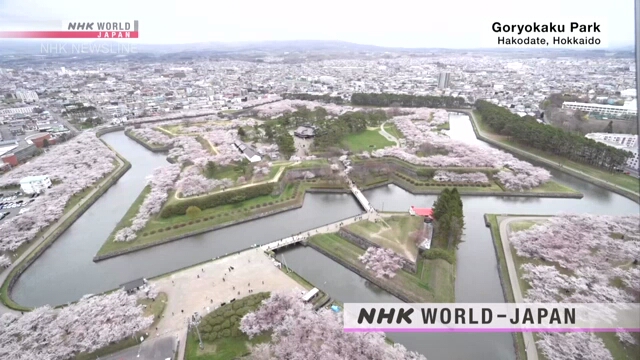 Сакура в историческом парке в Хакодатэ на Хоккайдо в полном цвету