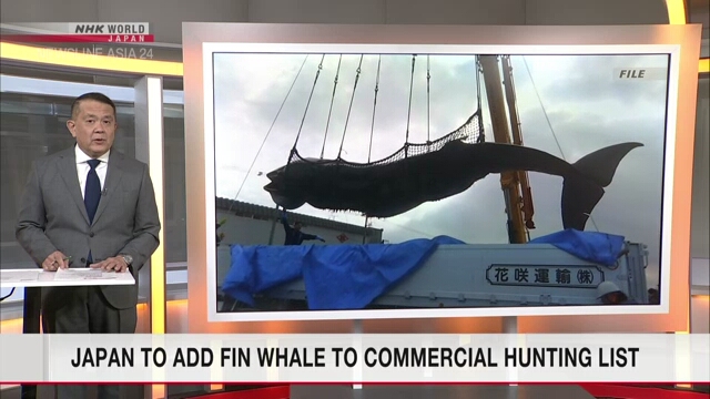 Япония добавит финвалов в список китов для коммерческого промысла