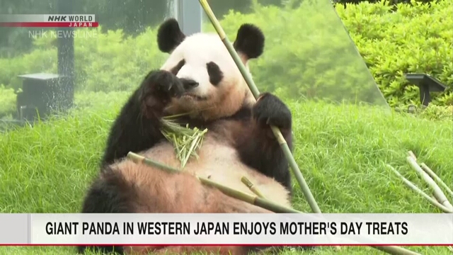 Гигантская панда на западе Японии получила особые угощения в День матери