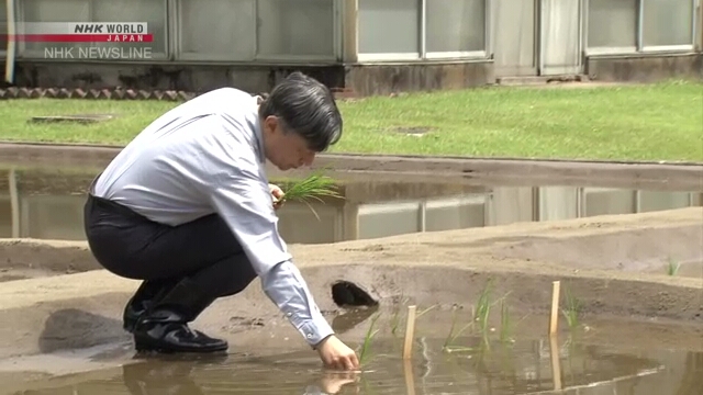 Император Японии Нарухито посадил рис на поле при императорском дворце