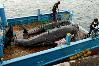 СМИ: Япония до конца 2019 года планирует выловить 227 китов в коммерческих целях