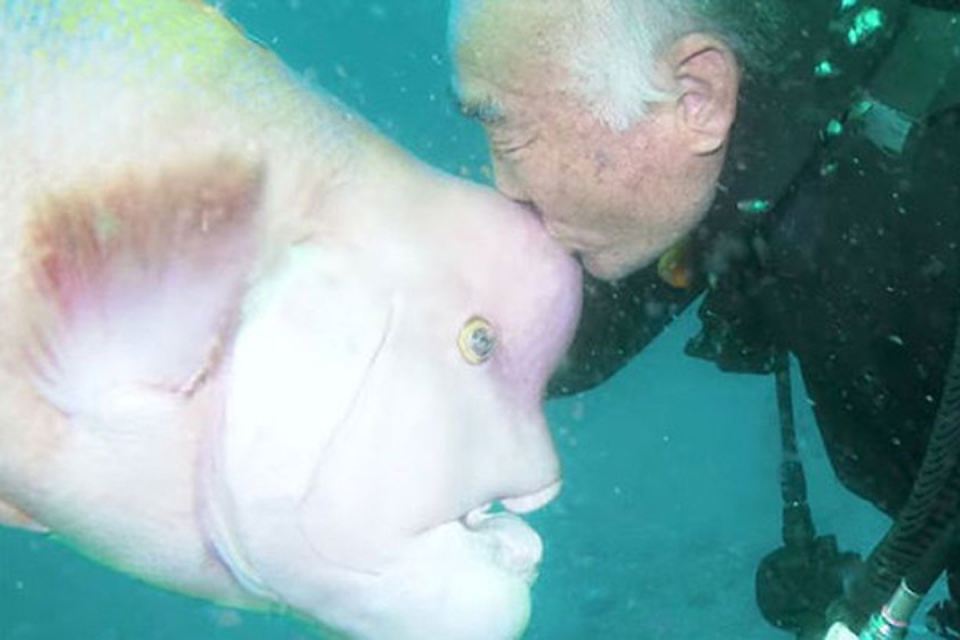 Японец 30 лет дружит с рыбой, чья голова напоминает человеческую