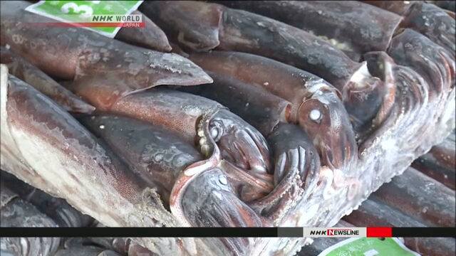 Уровень улова кальмара сокращается в условиях браконьерства северокорейских судов