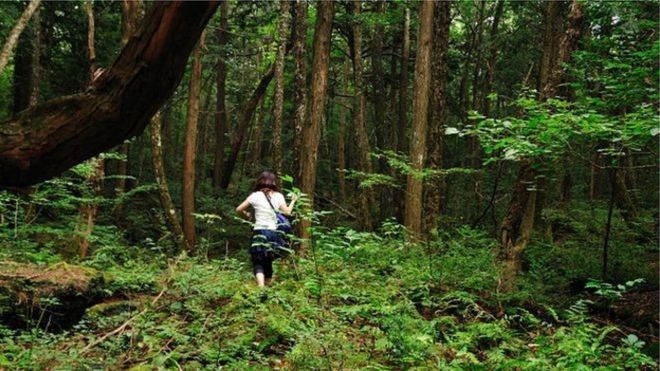 Почему японцев тянет в лес самоубийств Аокигахара