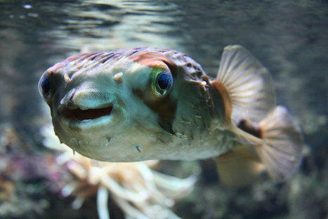 В Японии призвали отказаться от покупки ядовитой рыбы фугу