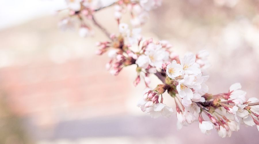 В Сочи заложат сад сакуры в знак русско-японской дружбы