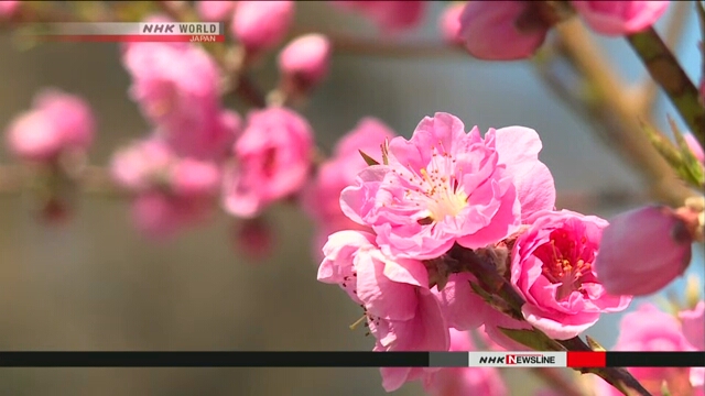В горной деревне в Японии расцвели тысячи персиковых деревьев